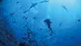 Port Douglas Tours
